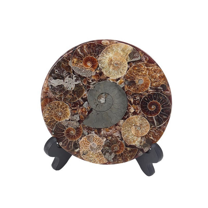 Madagascar Nautilus Fossil Spiral Disc Home Decor Ornament