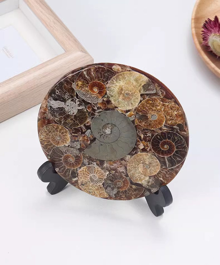 Madagascar Nautilus Fossil Spiral Disc Home Decor Ornament